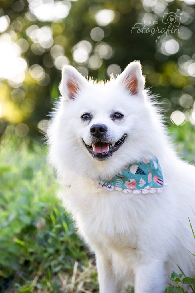Hundefoto weißer Spitz