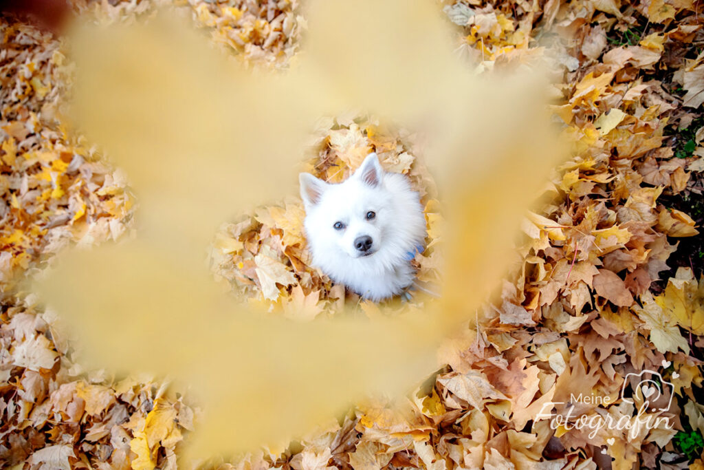 Herbstfoto Hund
